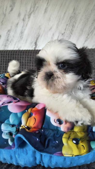 Cudowny Oleg Shih tzu gotowy do zmiany domku