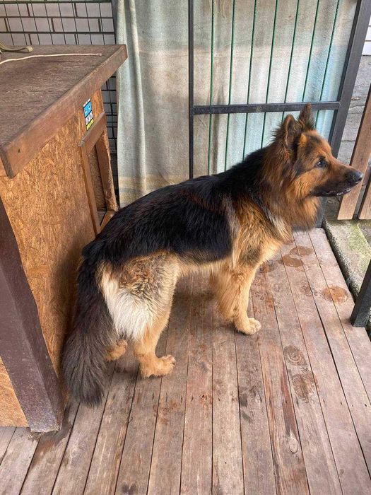 Пропоную кобеля вівчарки для в'язки