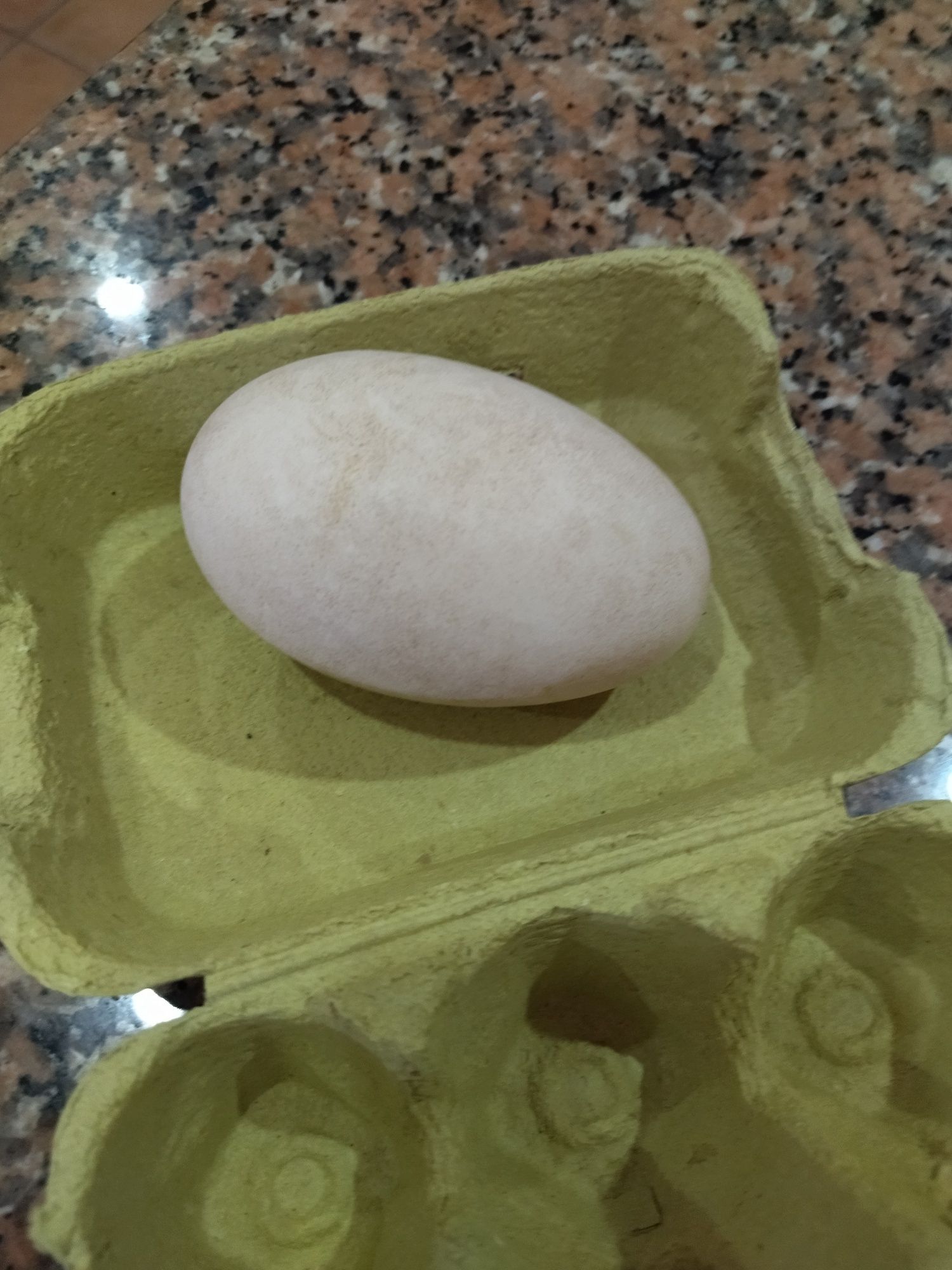 Ovos galados de várias várias raças de galinhas e  ganco da Guiné