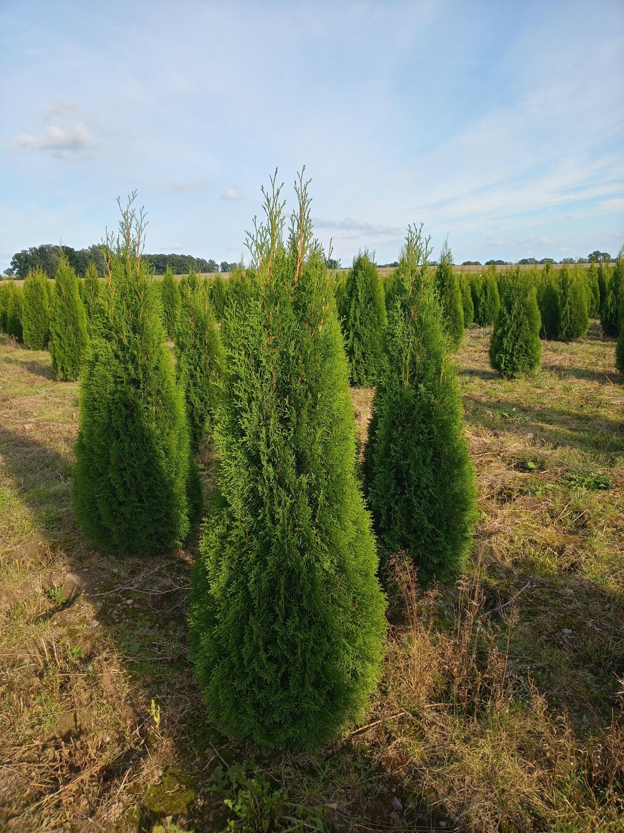 Tuja tuje thuja thuje smaragd szmaragd (żywotnik zachodni)