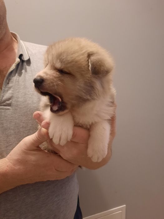 Akita japońska  suczka ZKwP