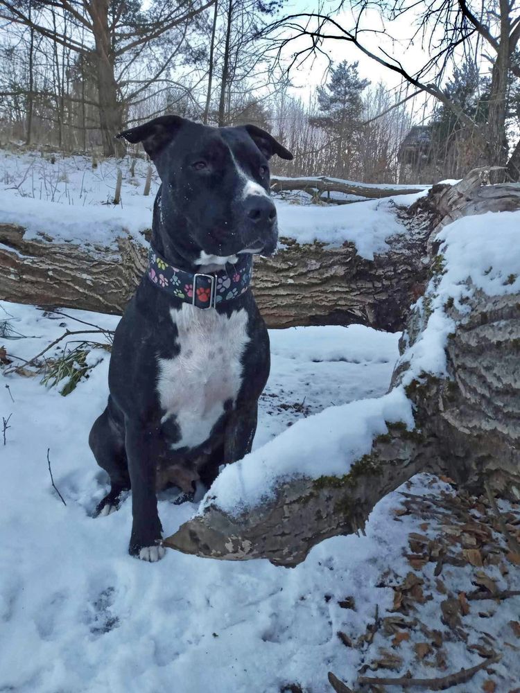 Mądra, dwuletnia dama rasy amstaff szuka domku