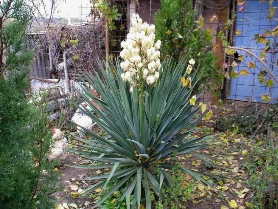 Юкка садовая, сливочно-белого оттенка