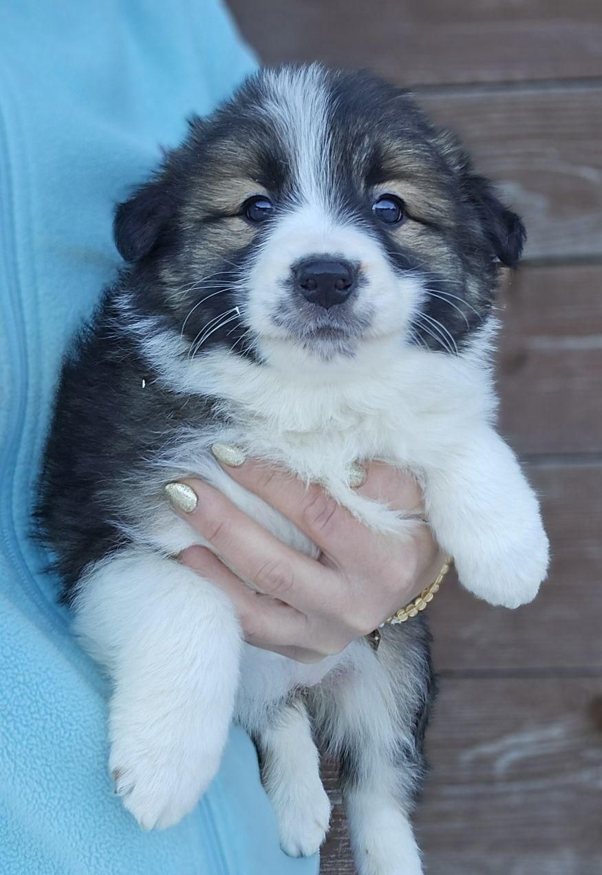 Border Collie piesek