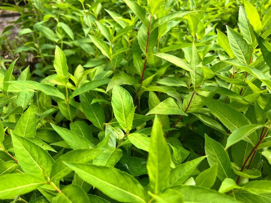 Zadrzewnia bezogonkowa 'Butterfly' (Diervilla sessilifolia) 2.0L