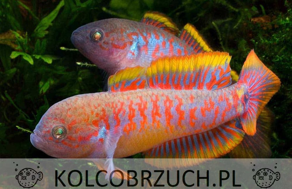 Głowaczyk barwny - Tateurndina Ocellicauda - dowozimy, wysyłamy