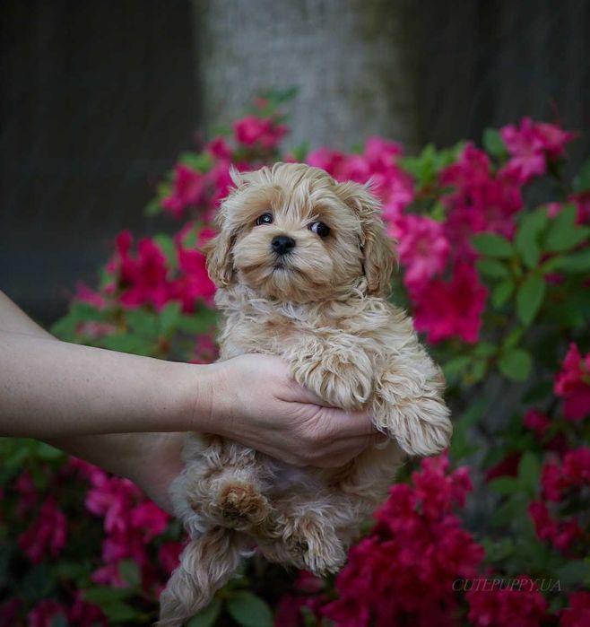 Шикарні цуценята Мальтипу - дівчата