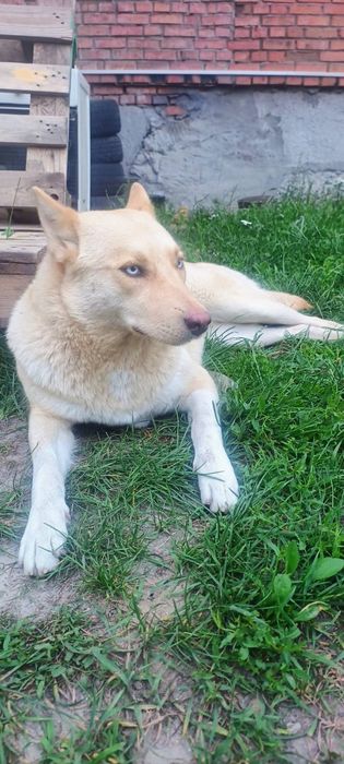 Собака в добрі руки