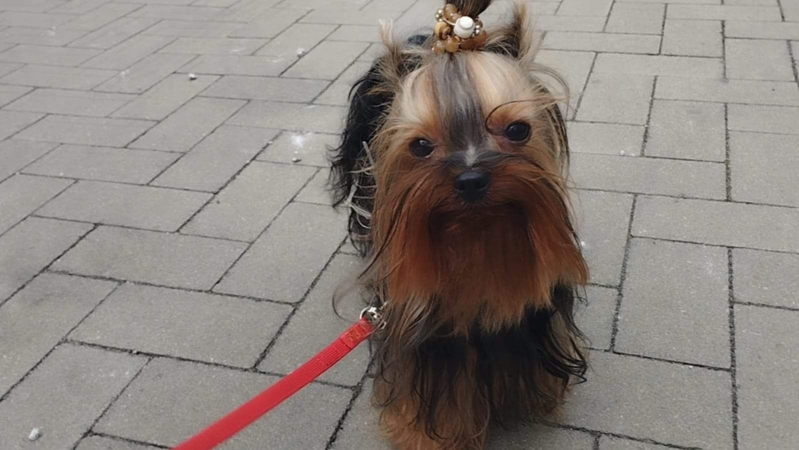York Yorkshire terrier Typ laleczki rodowód microchip wyprawka