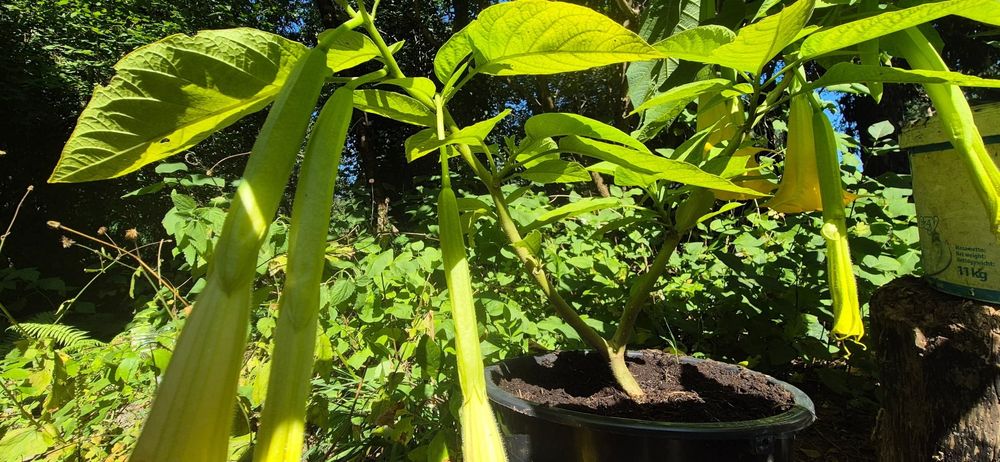 Datury rośliny kwiaty