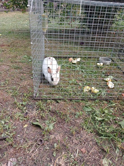 Декоративний кролик