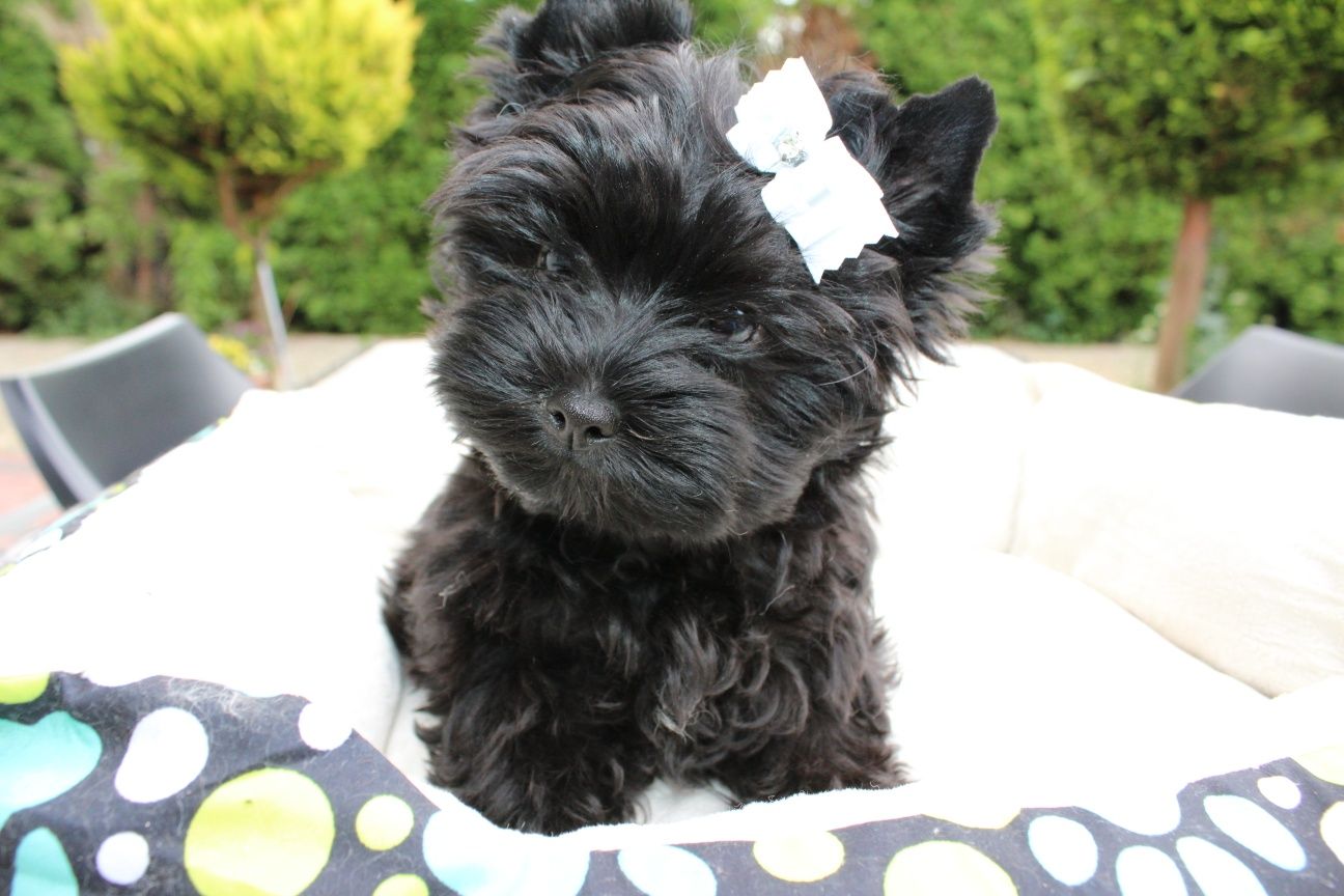 Czarny piesek Yorkshire Terrier