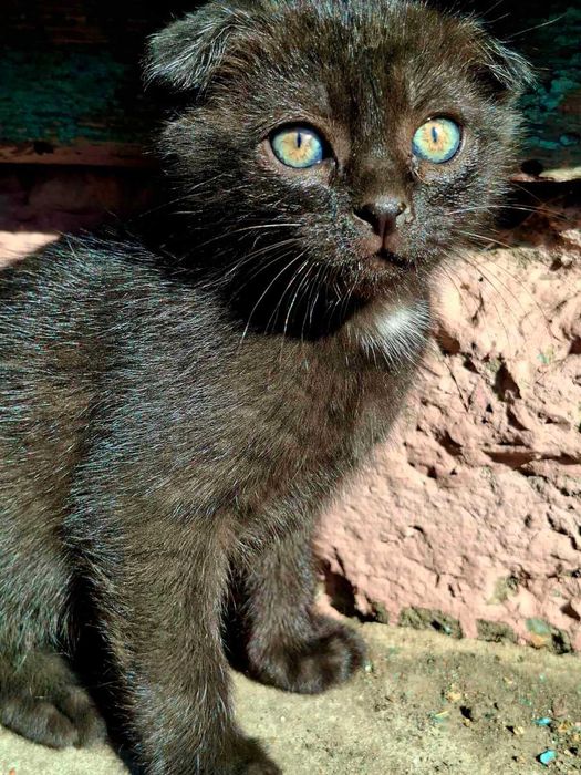 Кошенята чорні висловухі