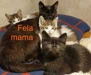 kociaki do adopcji