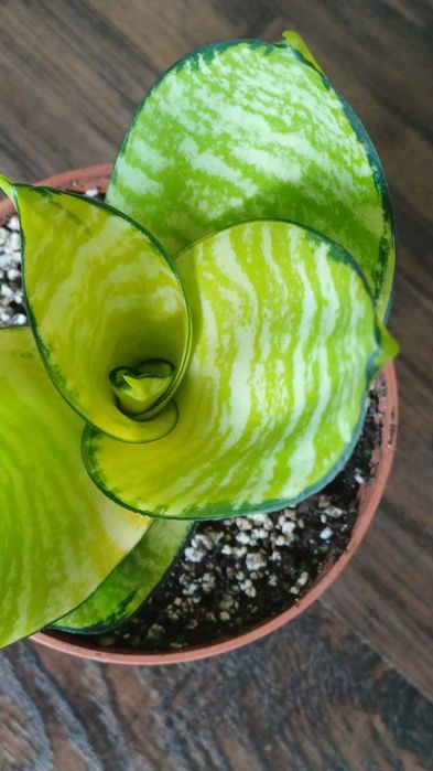 Сансевієрія  санса хані маргіната, Люсіль, філіпін голд домашня