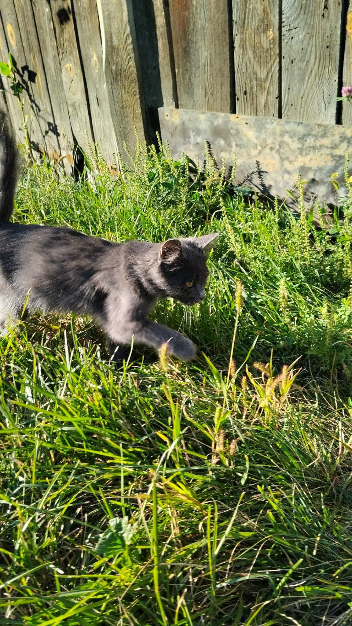 Кошеня безкоштовно