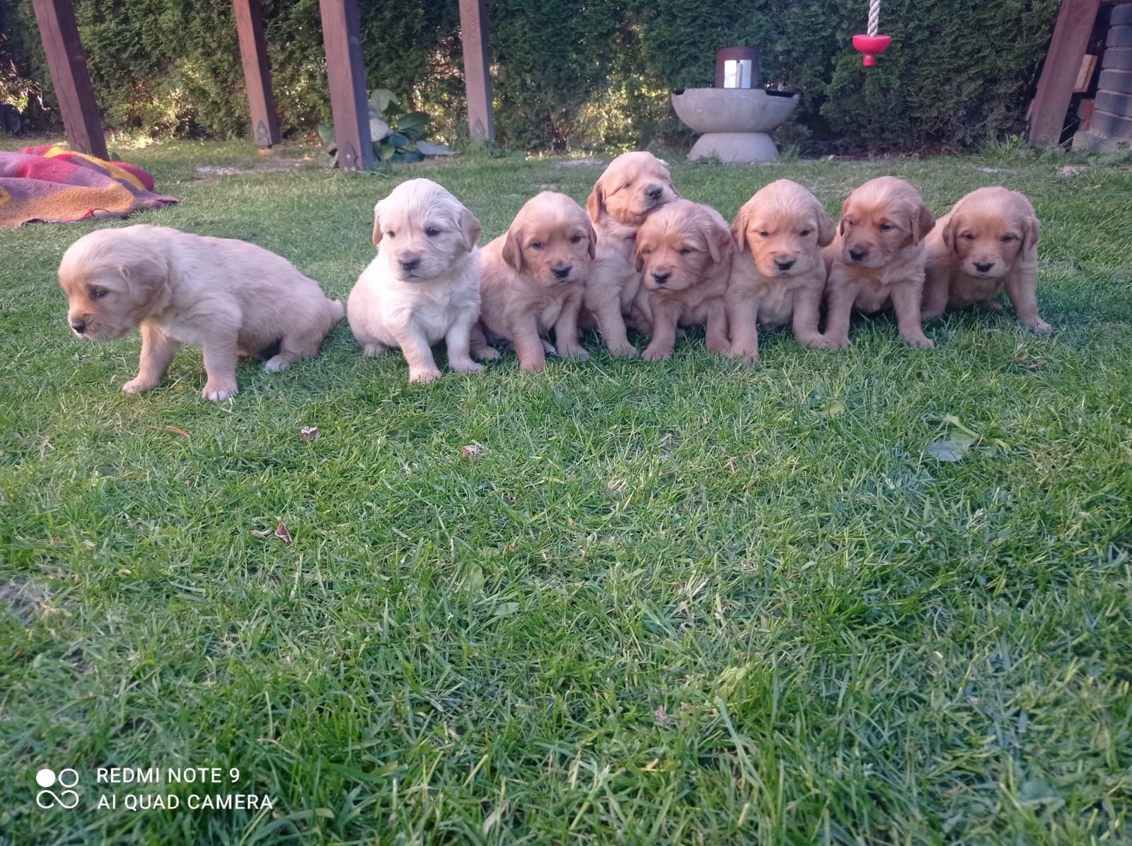 Golden Retriever złoty