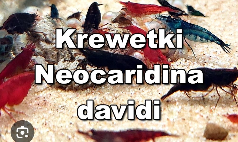 Krewetki akwariowe