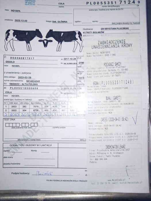 jałówka cielna hodowlana 3 sztuki