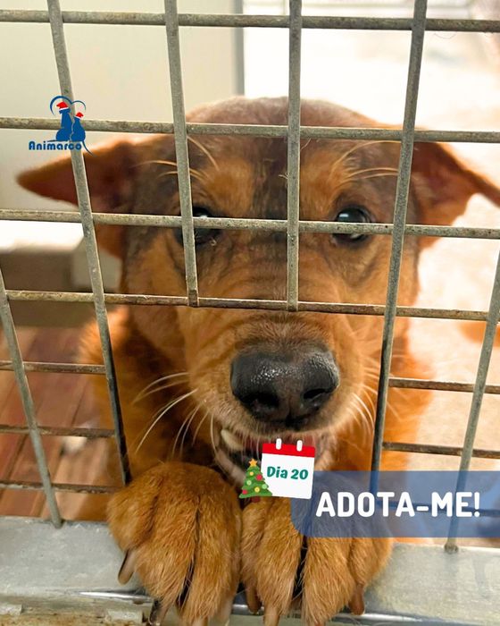 Funny - cao porte medio - para adoçao