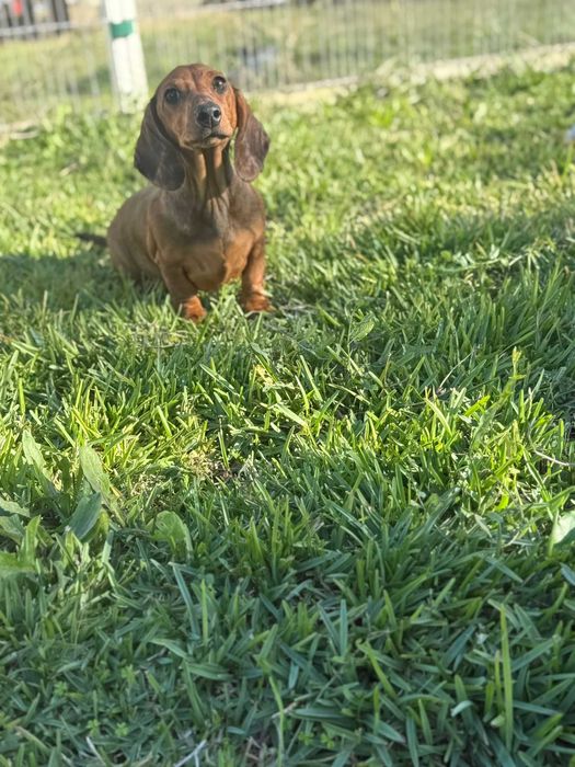 Teckel fêmea standard