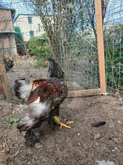 Piękne Brahmy olbrzymie