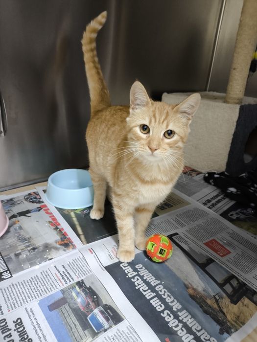 Bebé laranja para adopção