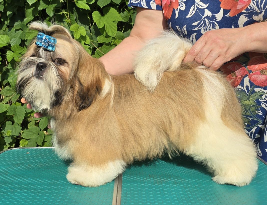 Piesek Shih tzu ZKWP