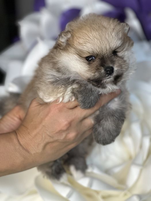 Шпицулька,миничка