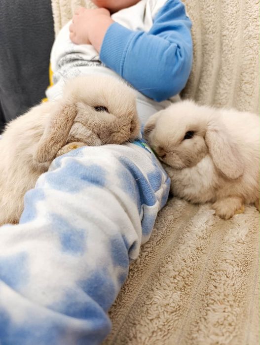 Królik miniaturka króliki mini lop