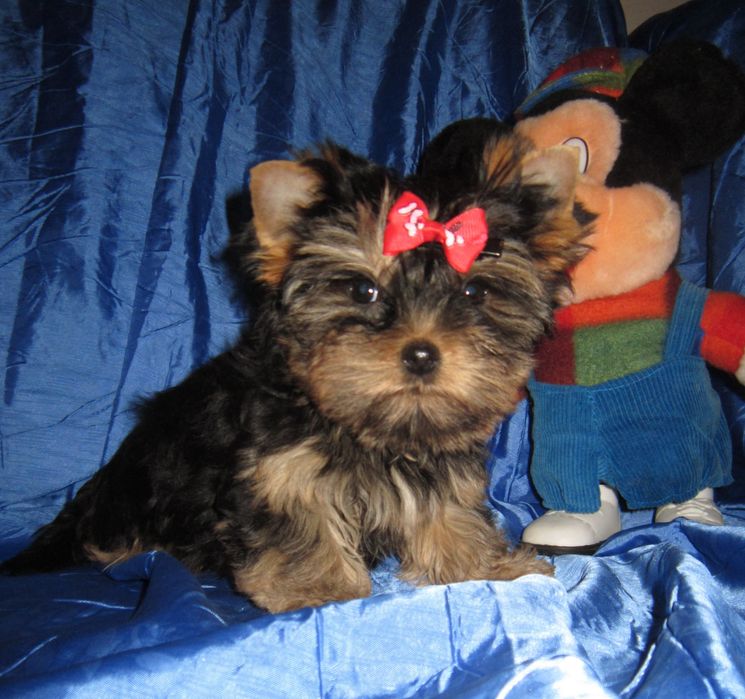 Достойная девочка йоркширского терьера .Док.КСУ , ветпаспорт.