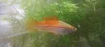 Mieczyki albino dorosłe pary