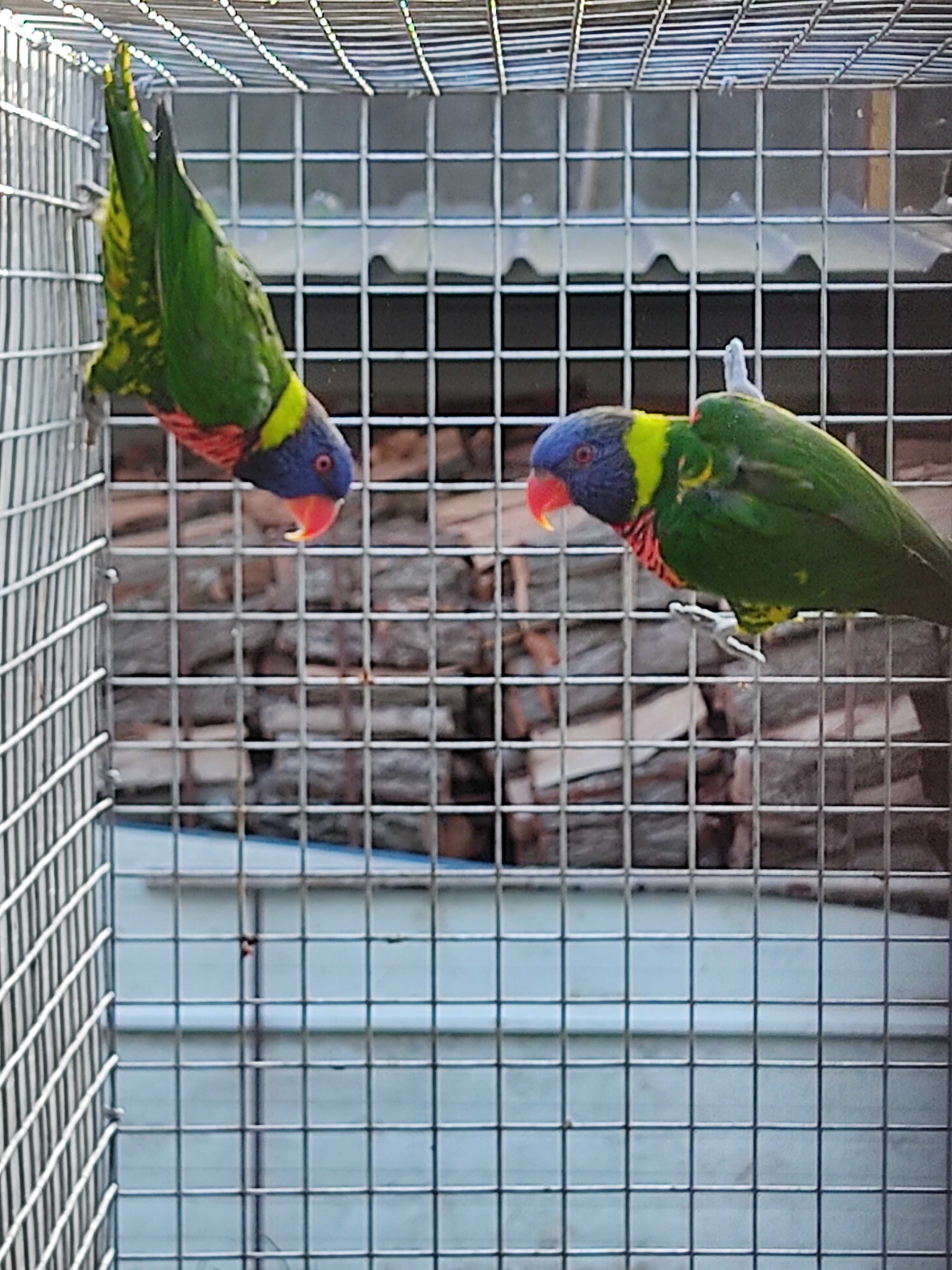 Casal de Loris arco íris