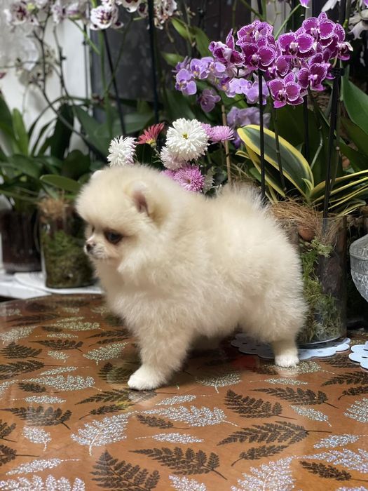 Породный мальчик