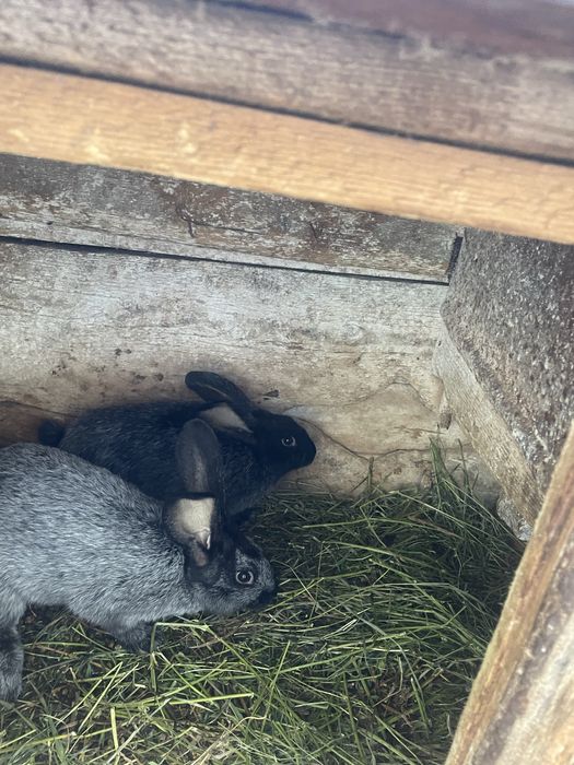 Полтавське срібло. Молодняк.