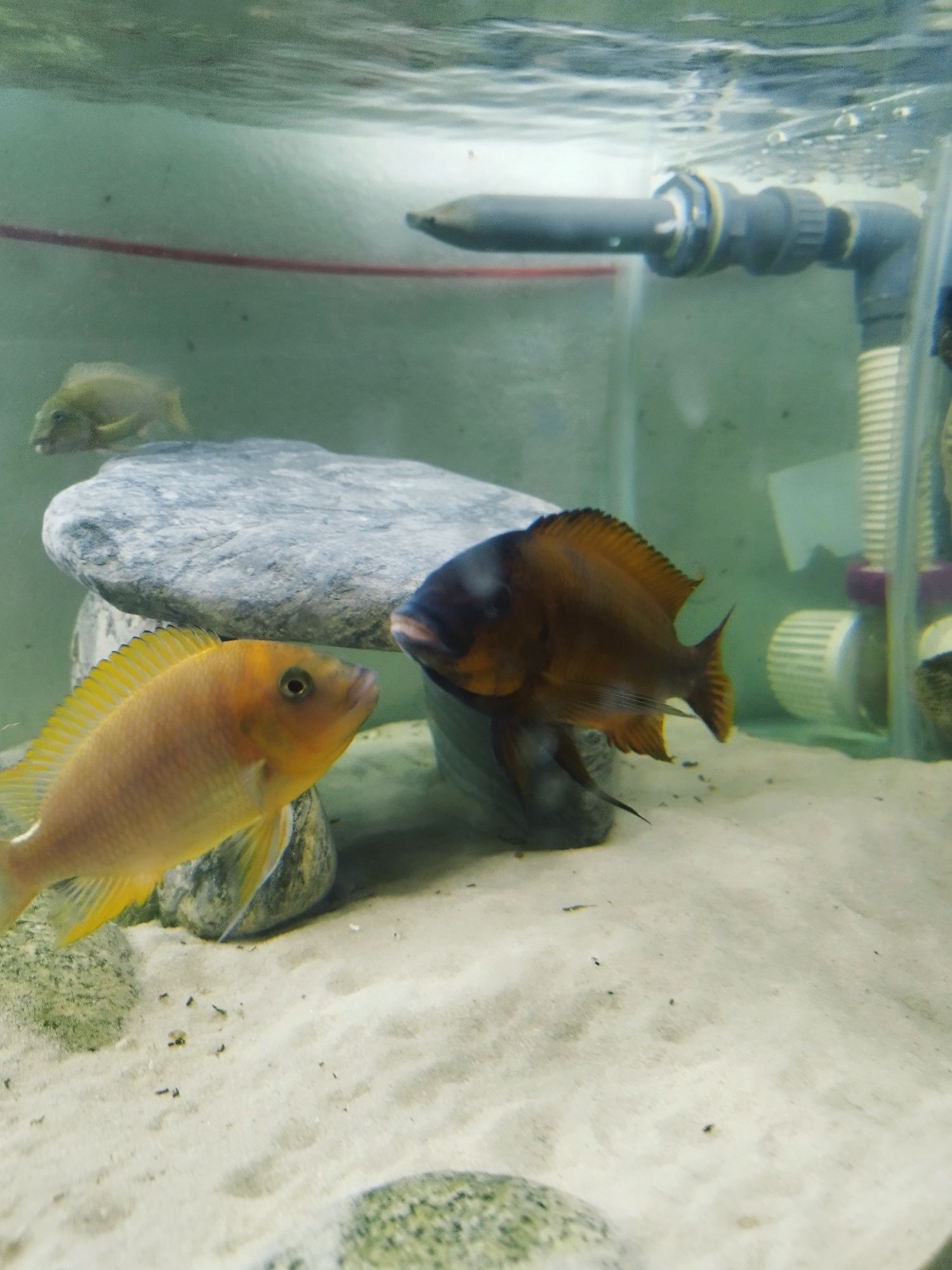 Petrochromis Red Bull point tanganika