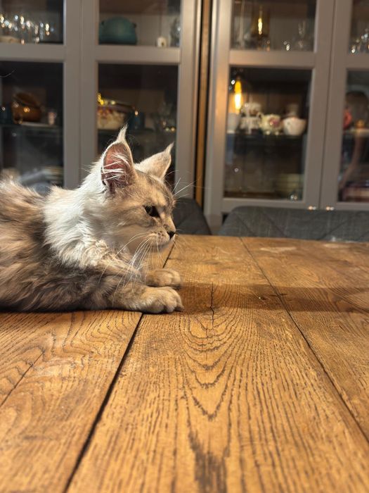 Kotka Maine Coon gotowa do odbioru