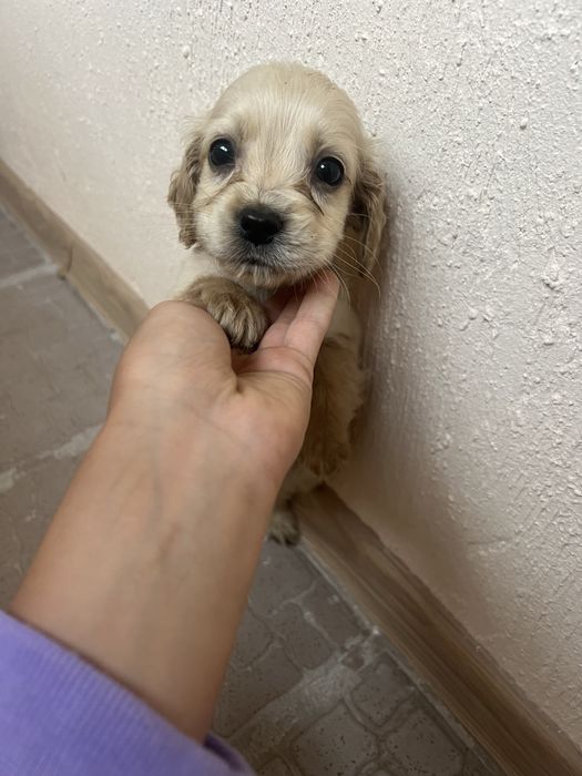 Щенята спанієлі шукають люблячий дім