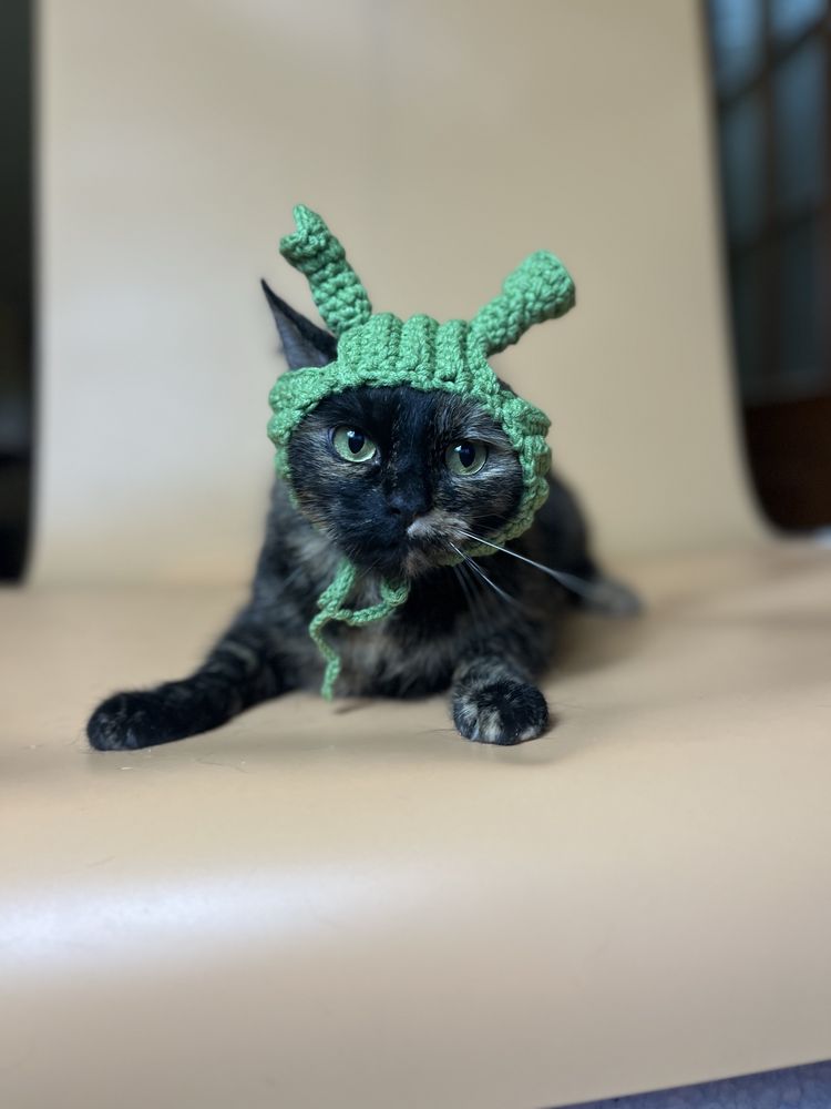 Киця, кошка, котики, кіт, кот, кішка, коти з притулку, київ/киев