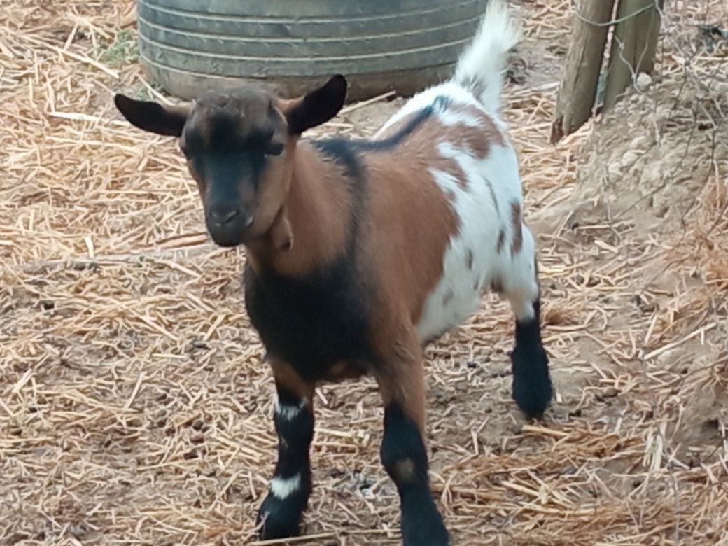 Cabrito anão para venda