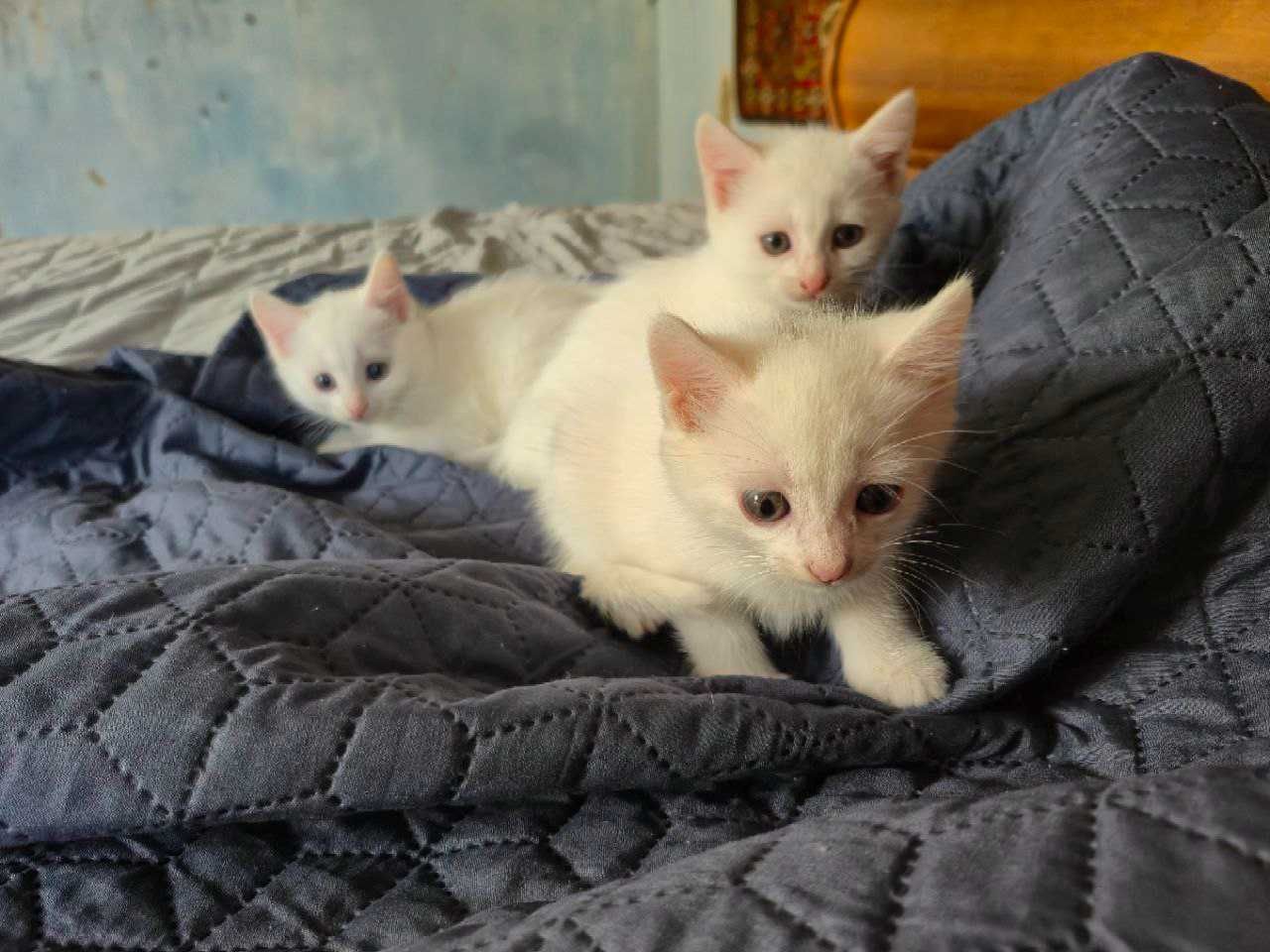 Відам білих котенят.Всі вони дівчата