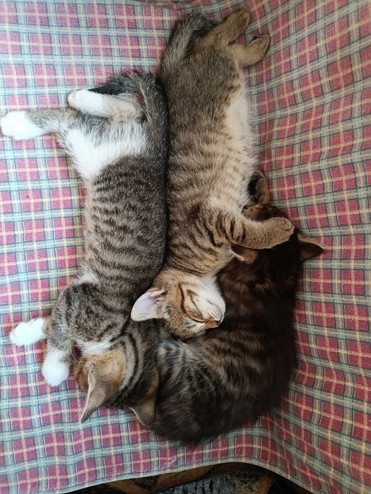 Котята в добрые руки.