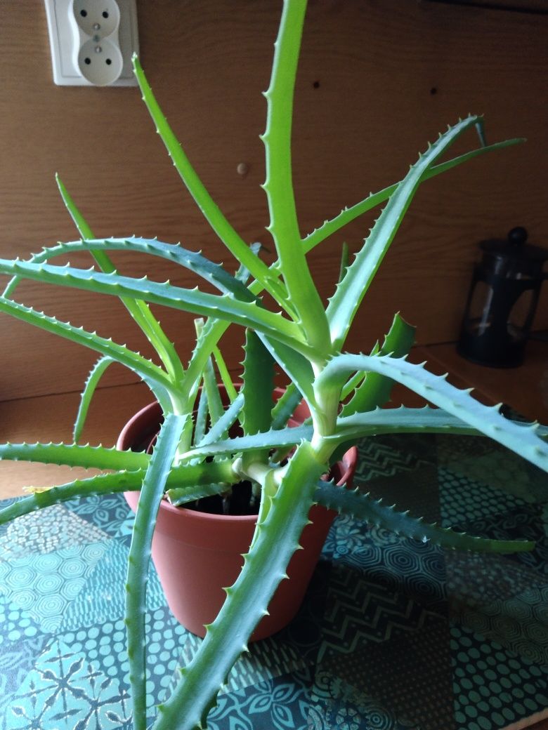 Aloe Vera / aloes /.
