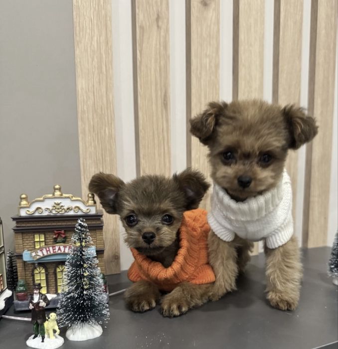 Ексклюзивні малюки Мальтипу помапу пудель