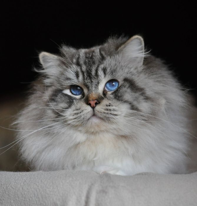 Kocurek rasy Ragdoll Andy -  rodowód FPL