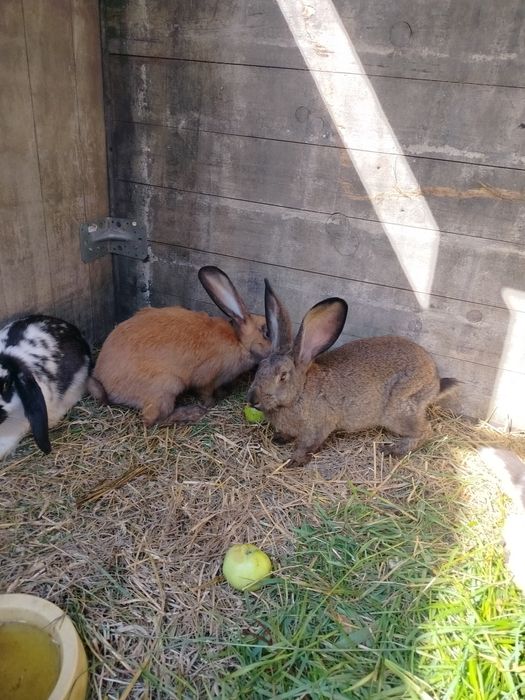 Dzień dobry mam na sprzedaż króliki mieszaniec
