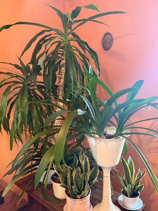 Żywe kwiatki doniczkowe Dracena 1,6 m i inne 5 szt.