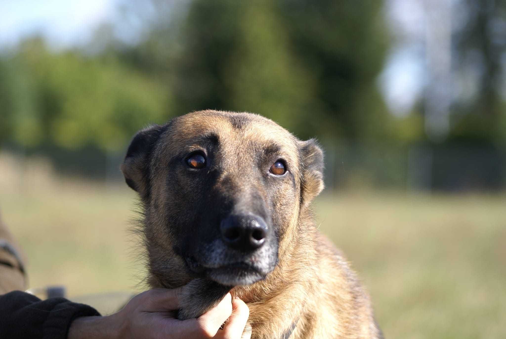 energiczna beta poleca się do adopcji