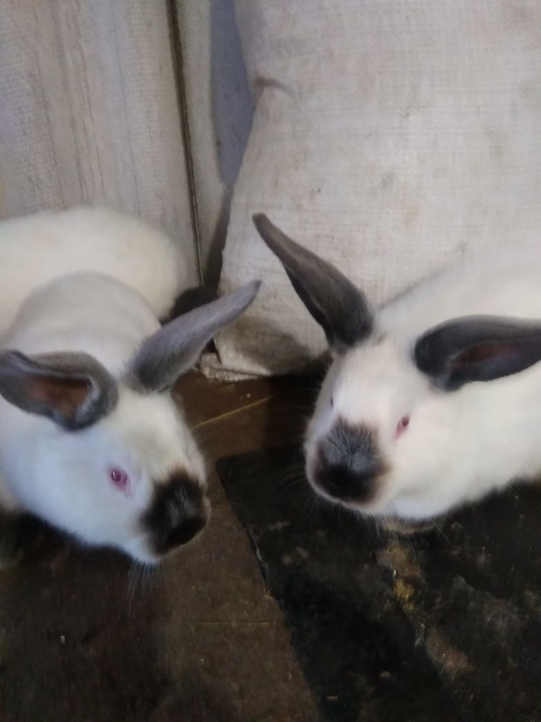 Продам кролики каліфорнійці