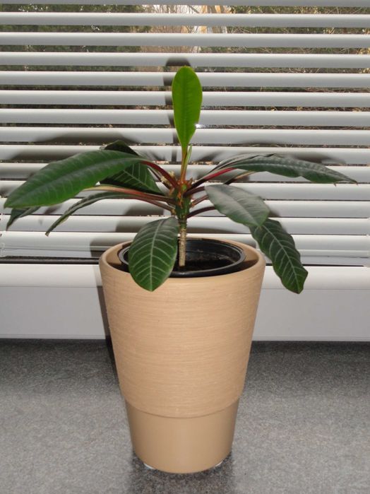 wilczomlecz białounerwiony kwiat doniczkowy kaktus